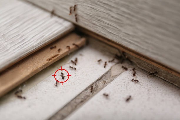 Best Pest Inspection Near Me  in Oceanside, CA