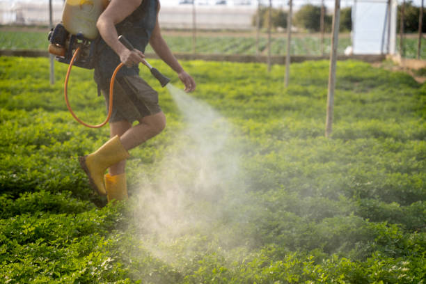 Best Ant Control Services  in Oceanside, CA