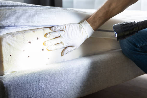 Best Termite Control Services  in Oceanside, CA