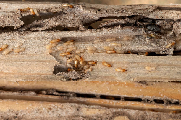 Best Best Pest Control Companies  in Oceanside, CA