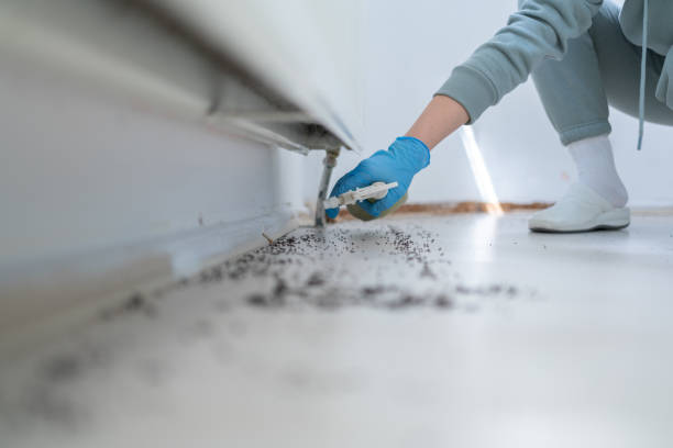 Wasp Removal Services in Oceanside, CA